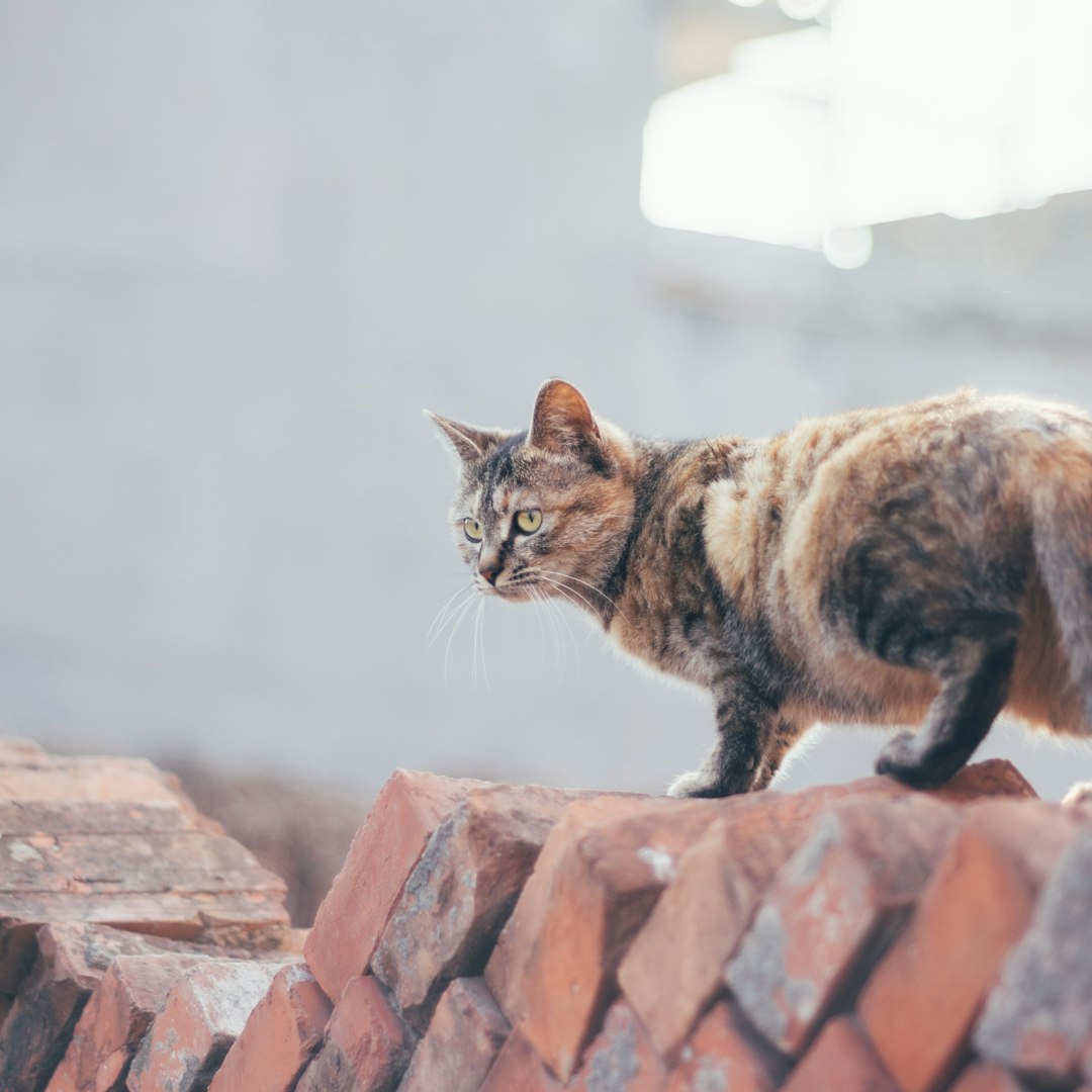 Cat Care: A Complete Guide for Pet Owners