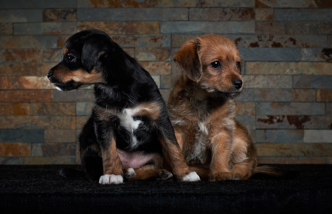 Dog Separation Anxiety Solutions