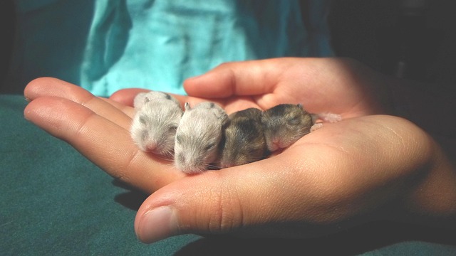 Hamster Care Beginner