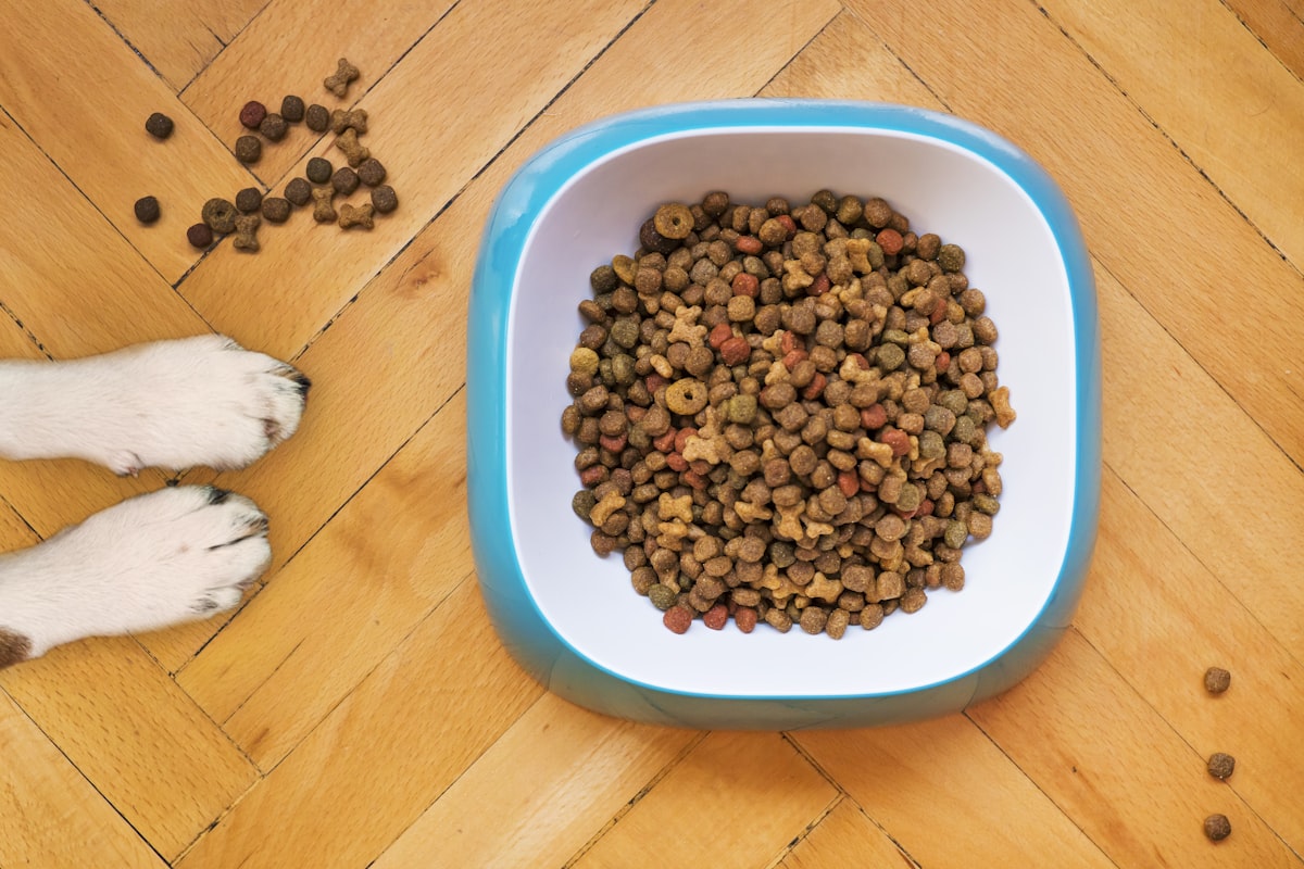 7 Best Dog Foods for Sensitive Stomachs — Vet Picks
