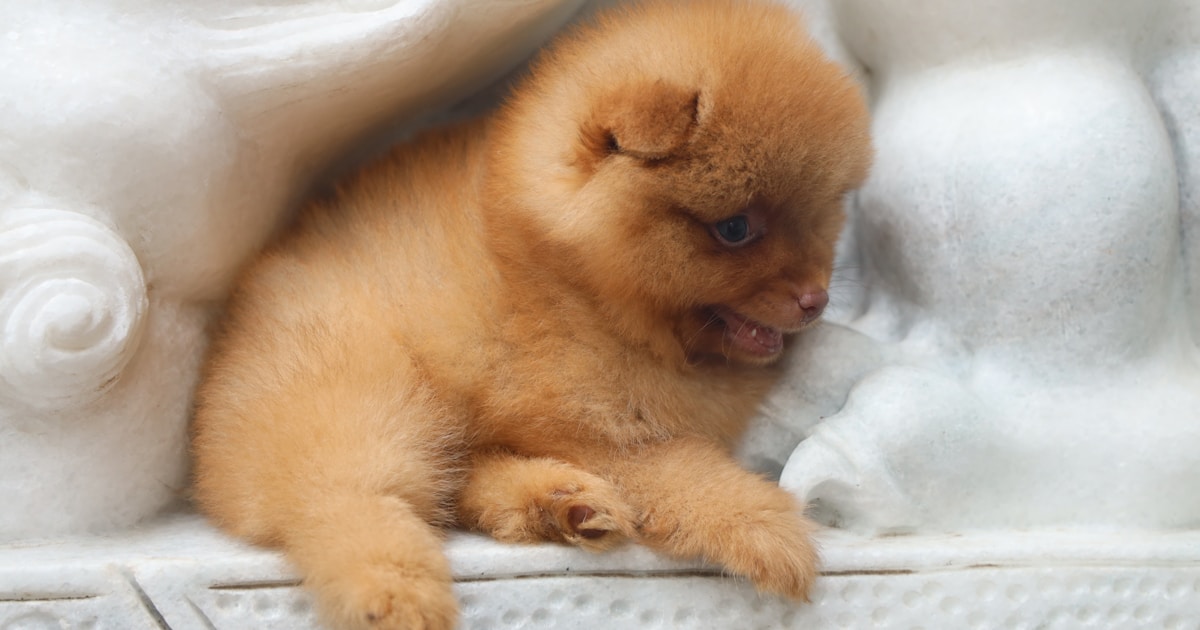 How to Train a New Puppy: Your Complete First-Week Guide
